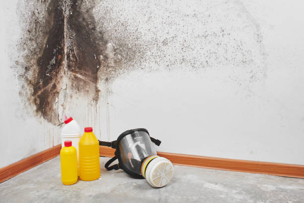 Best Certified Mold Removal  in Nanawale Estates, HI