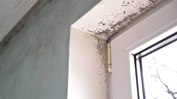 Best Office Mold Removal Services  in Nanawale Estates, HI