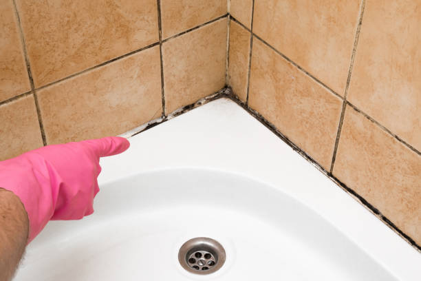 Best Attic Mold Removal  in Nanawale Estates, HI